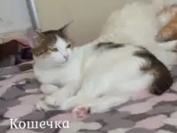Кошки ищут дом