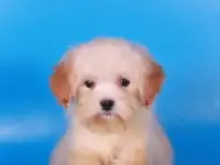мальтипу Ф1 щенки   девочки мини, фотография 8