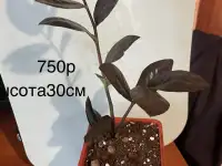 Замиакулькас черный равен