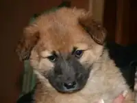 СРОЧНО!!! Щенки в добрые руки, фотография 7