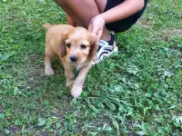 Английский кокер спаниель