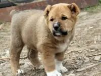 Продам щенков САО