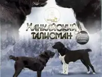 Щенки среднеазиатской овчарки (САО, алабай)