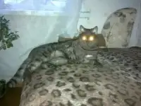 вязка британского кота 