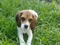 Щенок Бигль
