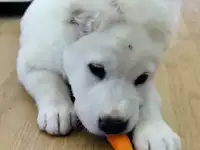 Продам щенков САО