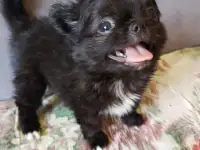 Чихуахуа щеночки