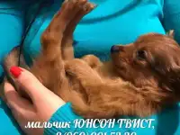 Продаю щенка