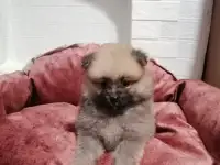 Продам щенков немецкого шпица