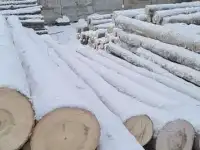 Куплю Осина кругляк от 14