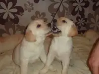 лабрадор