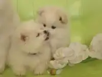 Продам шпица, фотография 3
