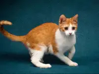 Персиковое чудо Китти, милый, нежный котенок в добрые руки, фотография 4