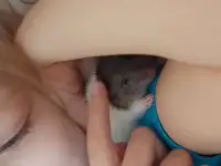 Крысята Дамбо, фотография 3