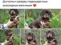Продаются щенки таксы стандартной