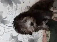 Малыш Майкл, фотография 2