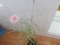 Комнатный цветок Василёк на подарок и не только