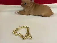 Чихуахуа   Мальчик   гш