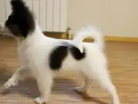 Папийон