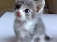 Отдам в заботливые руки