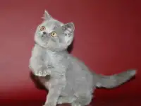 Британские  котята, окрас голубой,шоколадный.