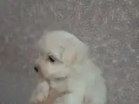 Мальтезики