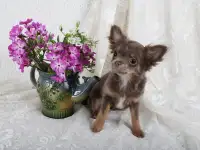 Чихуахуа щенки продажа, фотография 6