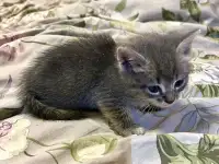 Совсем маленькие котята мальчики и девочки в добрые руки, фотография 3