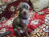 Собака