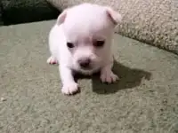 Щенки