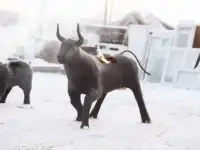 Мангал 