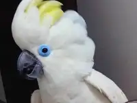 Синеочковый какаду (Cacatua ophthalmica) птенцы из питомника
