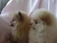 Шпиц миниатюра, фотография 2