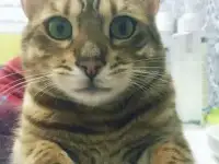 Вязка с бенгалом, фотография 2
