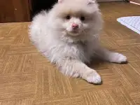 Немецкий шпиц, фотография 2