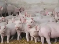 Закупаем поросят оптом