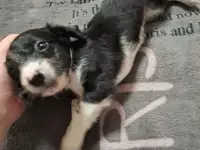 Отдать
