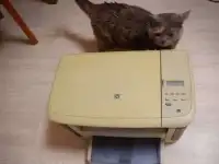 Мфу HP LaserJet M1120
