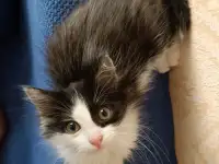 Котик в добрые руки, фотография 5