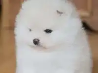 Мишки померанского шпица