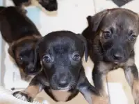 Щенки