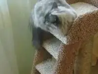 Уютные домики для кошек, фотография 6