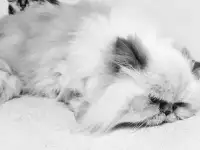 Стрижка кошек и собак, фотография 5