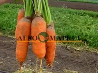 Морковь абако f1 1,6-1,8 (1 000 000 семян) seminis, фотография 3