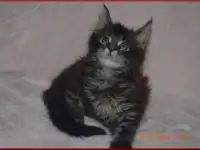 Породистый котик мейн-кун из питомника, фотография 5