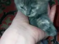 Продам недорого британских котят.