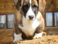 Щенки Вельш Корги Кардиган