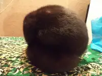 Шапка норковая женская