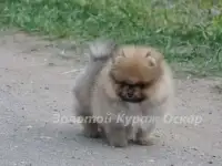 Померанский шпиц мальчик, фотография 4