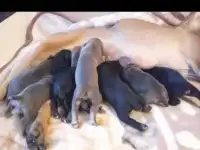 Кане Корсо